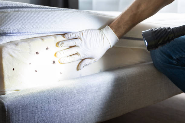 Best Pest Control Near Me  in Mehlville, MO