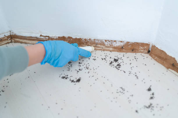 Insect Control in Mehlville, MO